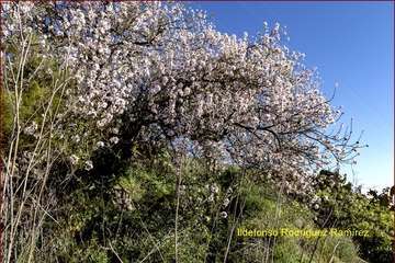 Manto de tonos blancos y rosas en Gran Canaria (Reportaje gráfico de Ildefonso Rodríguez)